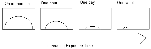 apn-nmcoat2.gif (2841 bytes)